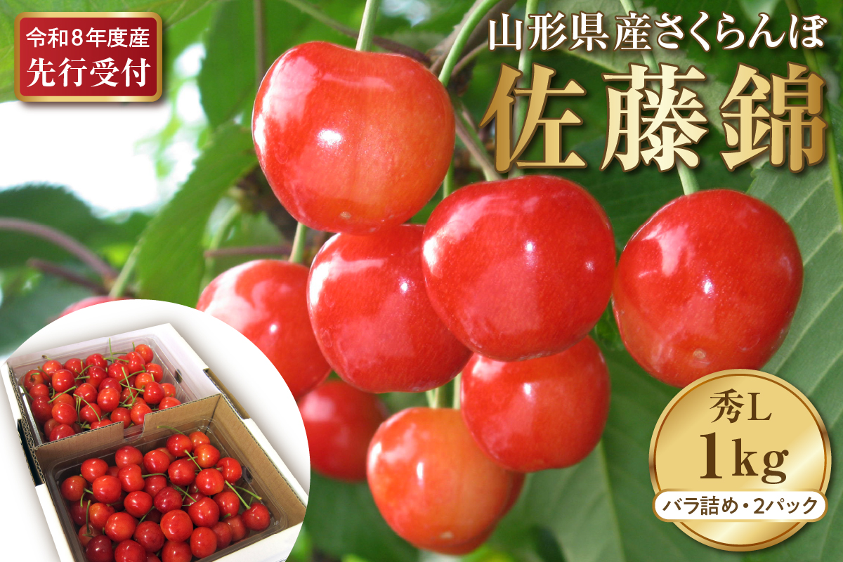 【2026年産先行予約】令和8年産 さくらんぼ佐藤錦 秀L 1kg(500gバラ詰め×2パック)山形県河北町産【晴天畑】 ka073-007