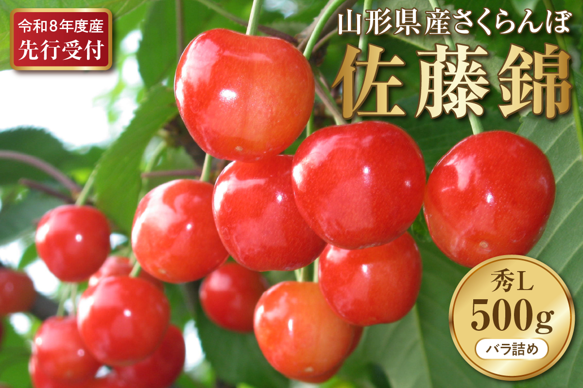 【2026年産先行予約】令和8年産 さくらんぼ佐藤錦 秀L 500g(500gバラ詰め×1パック)山形県河北町産【晴天畑】 ka073-009