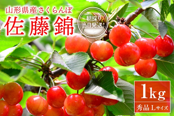 【令和8年産】朝採り＆当日出荷！イチ押し農家さんの朝採りさくらんぼ「佐藤錦」秀品 1kg（500g×2パック）バラ詰め 山形県河北町産【河北町観光物産協会】 ka002-005