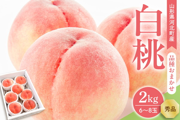 【令和8年産】白桃 品種おまかせ 2kg (6～8玉前後) ギフト箱入 秀品 山形県河北町産 【山形eLab】 ka074-026-r8