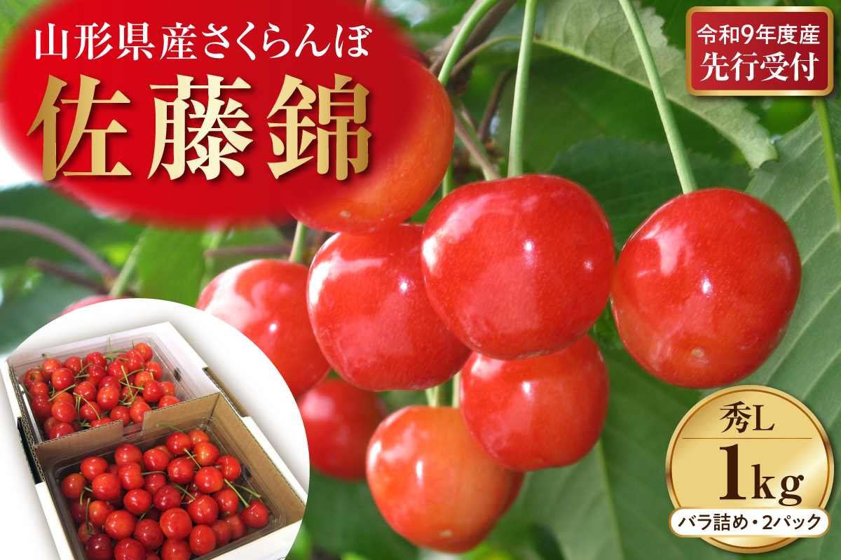 【令和9年産】 さくらんぼ「佐藤錦」 秀L 1kg (500gバラ詰め×2パック) 山形県河北町産 【晴天畑】 ka073-013